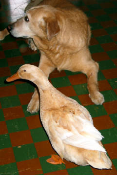 anotherdogduck.JPG