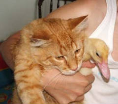 catduckling.JPG