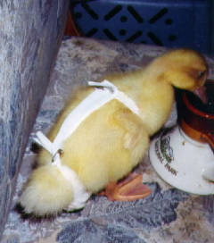 ducklingDiaper.jpg