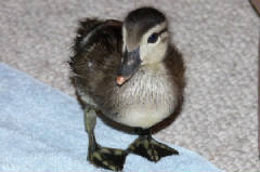 Baby Duck Identification Chart