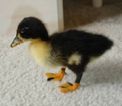 Duckling Breed Chart