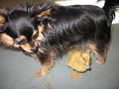 littledogduckling.JPG