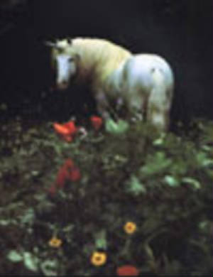 unicornflowers.jpg