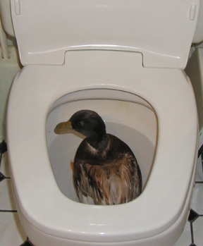 Dducktoilet.JPG