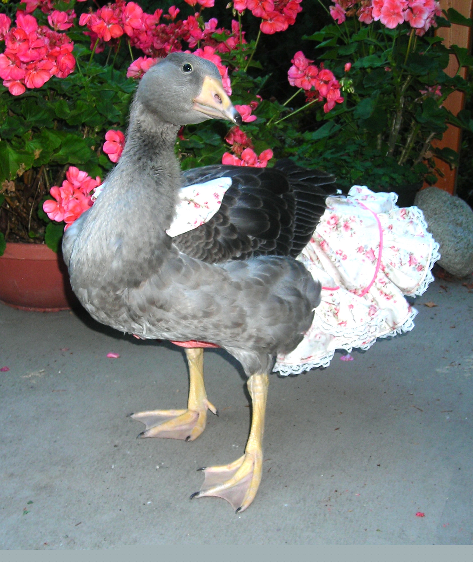 ToulouseskirtBow.JPG