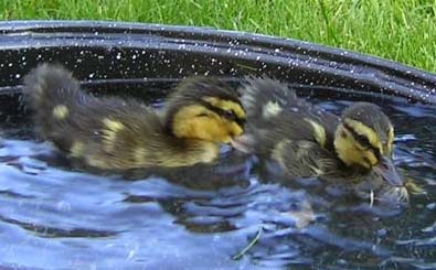 mallardbabies.JPG