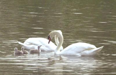 swanfamilylake.jpg